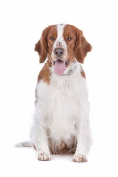 Springer Spaniel in front of a white background