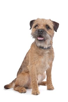 Border Terrier in front of a white background