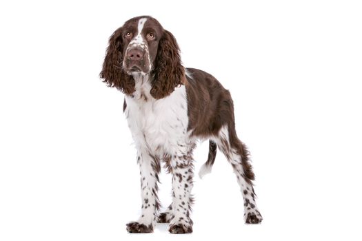 Springer Spaniel in front of a white background