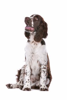 Springer Spaniel in front of a white background