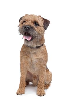 Border Terrier in front of a white background