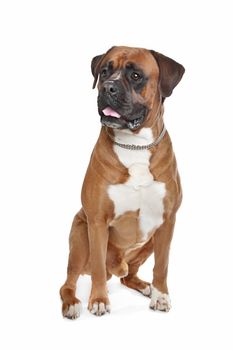 Boxer dog in front of a white background