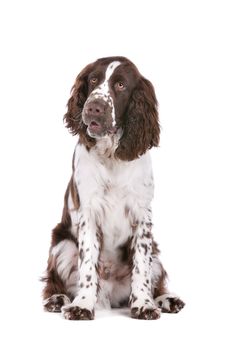 Springer Spaniel in front of a white background