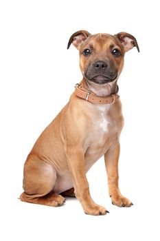 Staffordshire Bull Terrier puppy in front of a white background