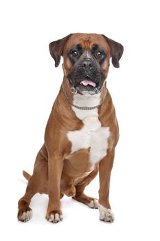 Boxer dog in front of a white background