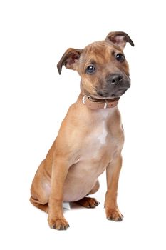 Staffordshire Bull Terrier puppy in front of a white background