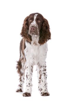 Springer Spaniel in front of a white background