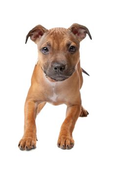 Staffordshire Bull Terrier puppy in front of a white background