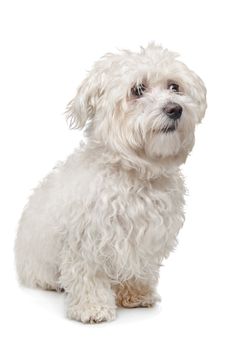 Maltese dog in front of a white background