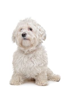 Maltese dog in front of a white background