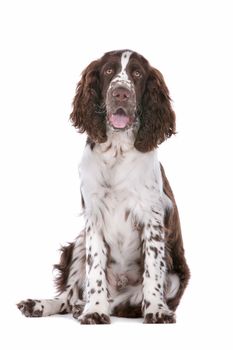 Springer Spaniel in front of a white background