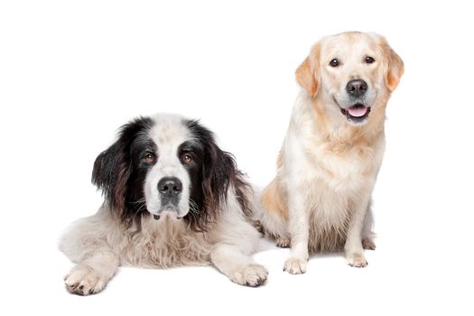 Landseer dog and a labrador retriever on a white background