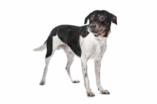 Boerenfox (Dutch Terrier) in front of a white background