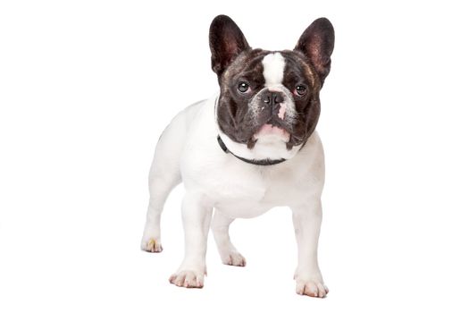 Cute French Bulldog standing on a white background