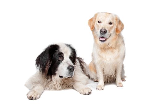 Landseer dog and a labrador retriever on a white background