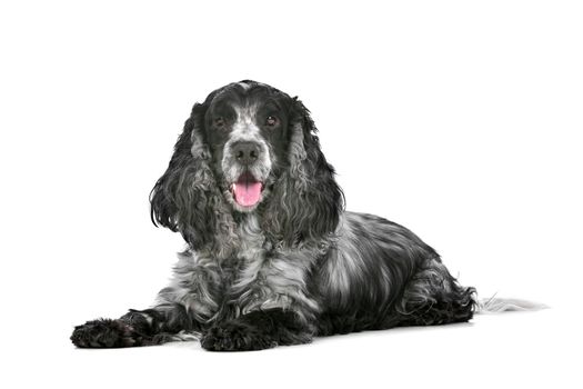 blue roan cocker spaniel in front of a white background