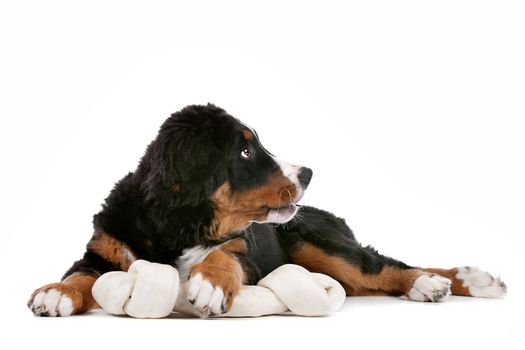 Bernese Mountain Dog puppy in front of a white background