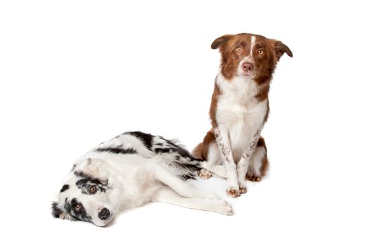 two Border Collie sheep dogs on a white background