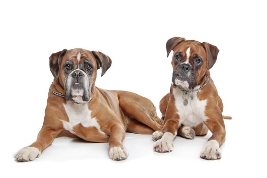 Two plain fawn Boxer dogs in front of a white background