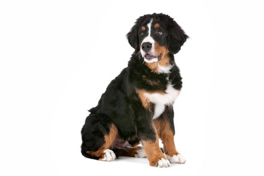 Bernese Mountain Dog puppy in front of a white background