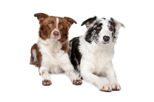 two Border Collie sheep dogs on a white background