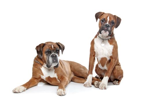 Two plain fawn Boxer dogs in front of a white background