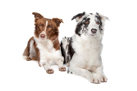 two Border Collie sheep dogs on a white background