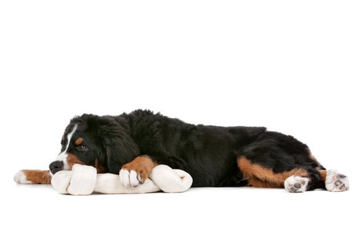 Bernese Mountain Dog puppy in front of a white background