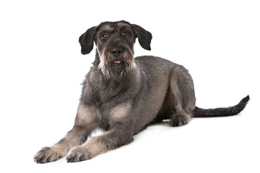 giant schnauzer in front of a white background