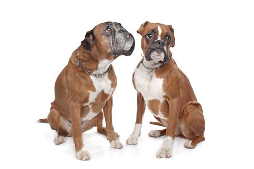 Two plain fawn Boxer dogs in front of a white background