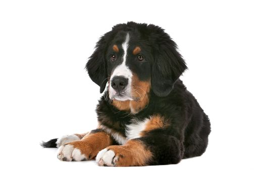 Bernese Mountain Dog puppy in front of a white background