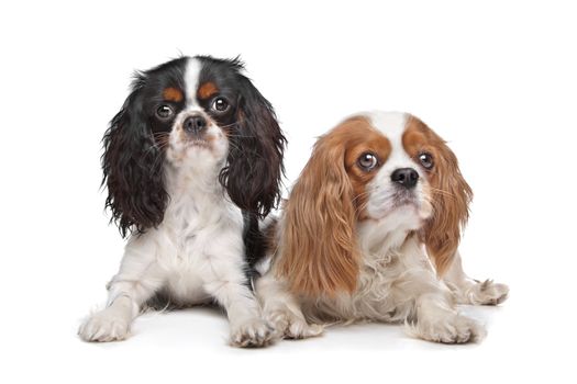 two Cavalier King Charles Spaniel dogs in front of a white background