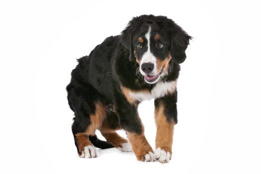 Bernese Mountain Dog puppy in front of a white background