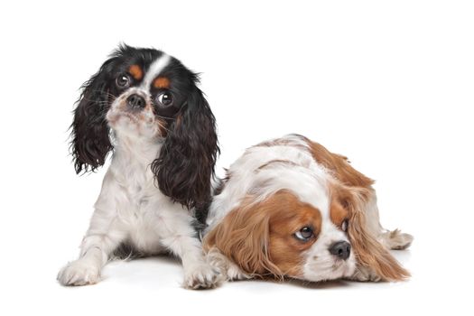 two Cavalier King Charles Spaniel dogs in front of a white background