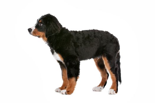 Bernese Mountain Dog puppy in front of a white background