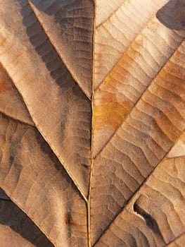 dry leaf on textured paper (vertical)