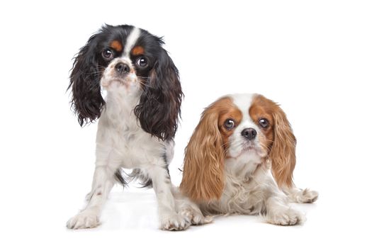 two Cavalier King Charles Spaniel dogs in front of a white background