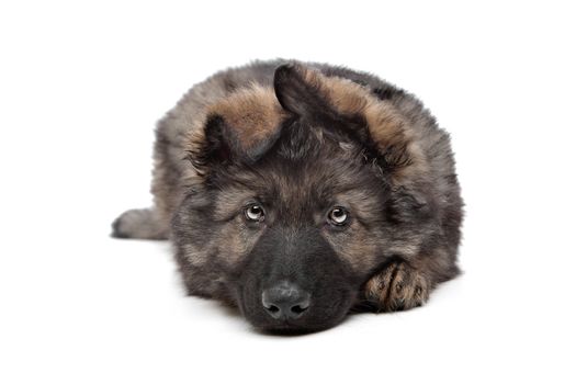 Shepherd puppy in front of a white background