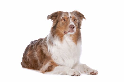 Australian shepherd in front of a white background