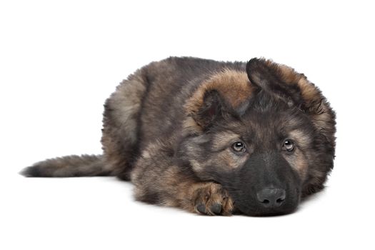 Shepherd puppy in front of a white background