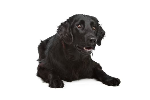 Flat-Coated Retriever in front of a white background