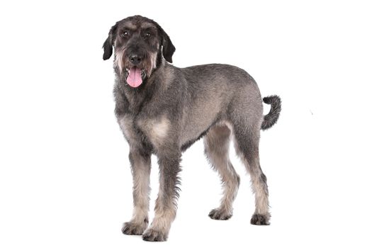 giant schnauzer in front of a white background