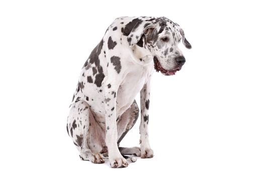 great dane harlequin in front of a white background