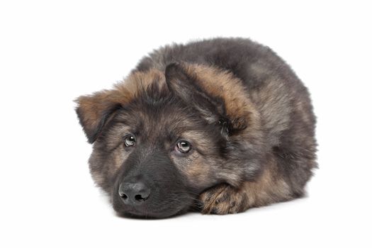 Shepherd puppy in front of a white background