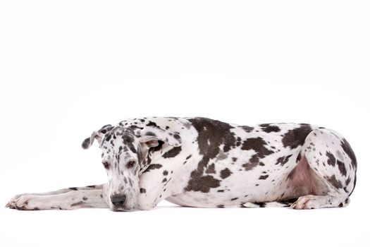 great dane harlequin in front of a white background