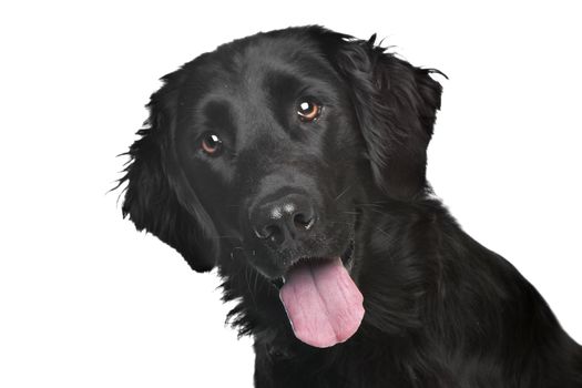 Flat-Coated Retriever in front of a white background