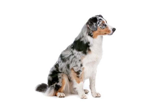 Australian shepherd in front of a white background