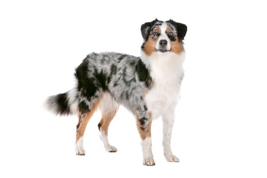 Australian shepherd in front of a white background