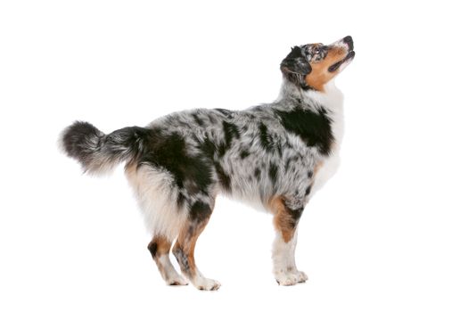 Australian shepherd in front of a white background