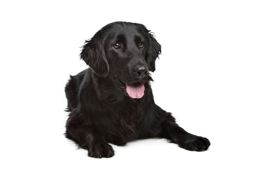 Flat-Coated Retriever in front of a white background